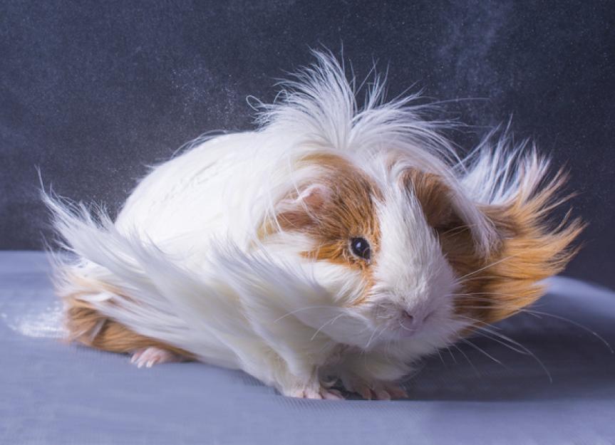 Healthy and Happy Long Hair Guinea Pig