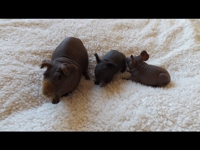 Baby Skinny Pig