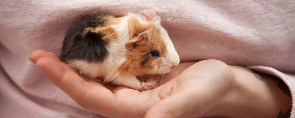 Another Baby Skinny Pig