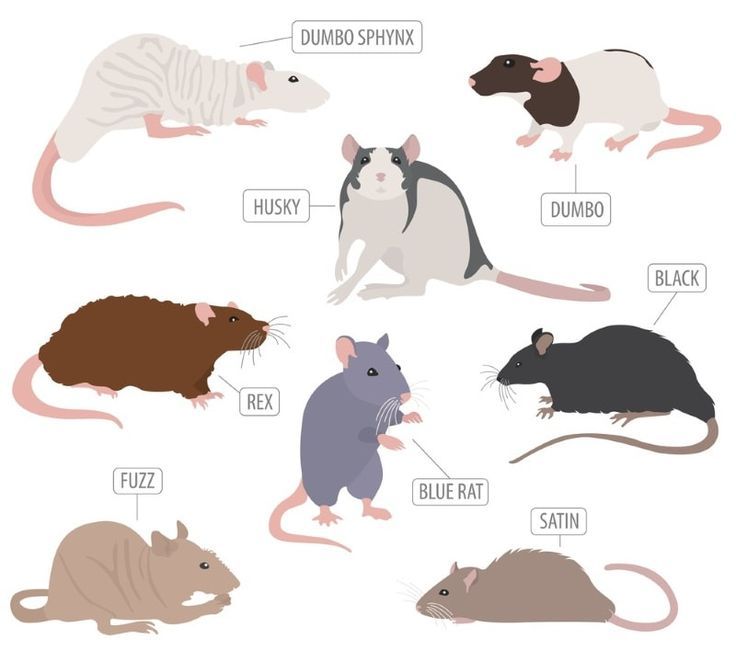 Pet Rat Breeds