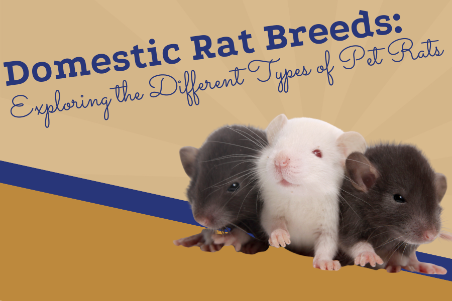 Diverse Pet Rat Breeds