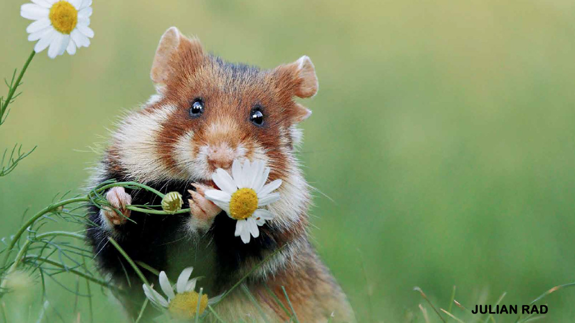 Interesting facts about hamsters