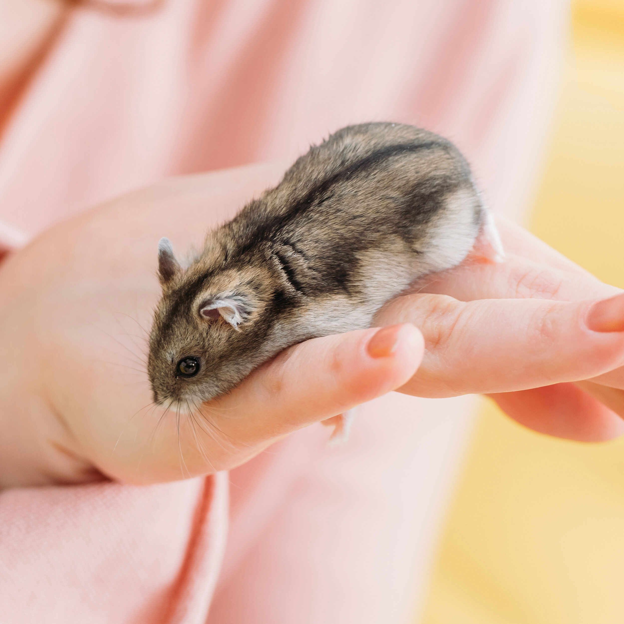 Learning about hamster habits