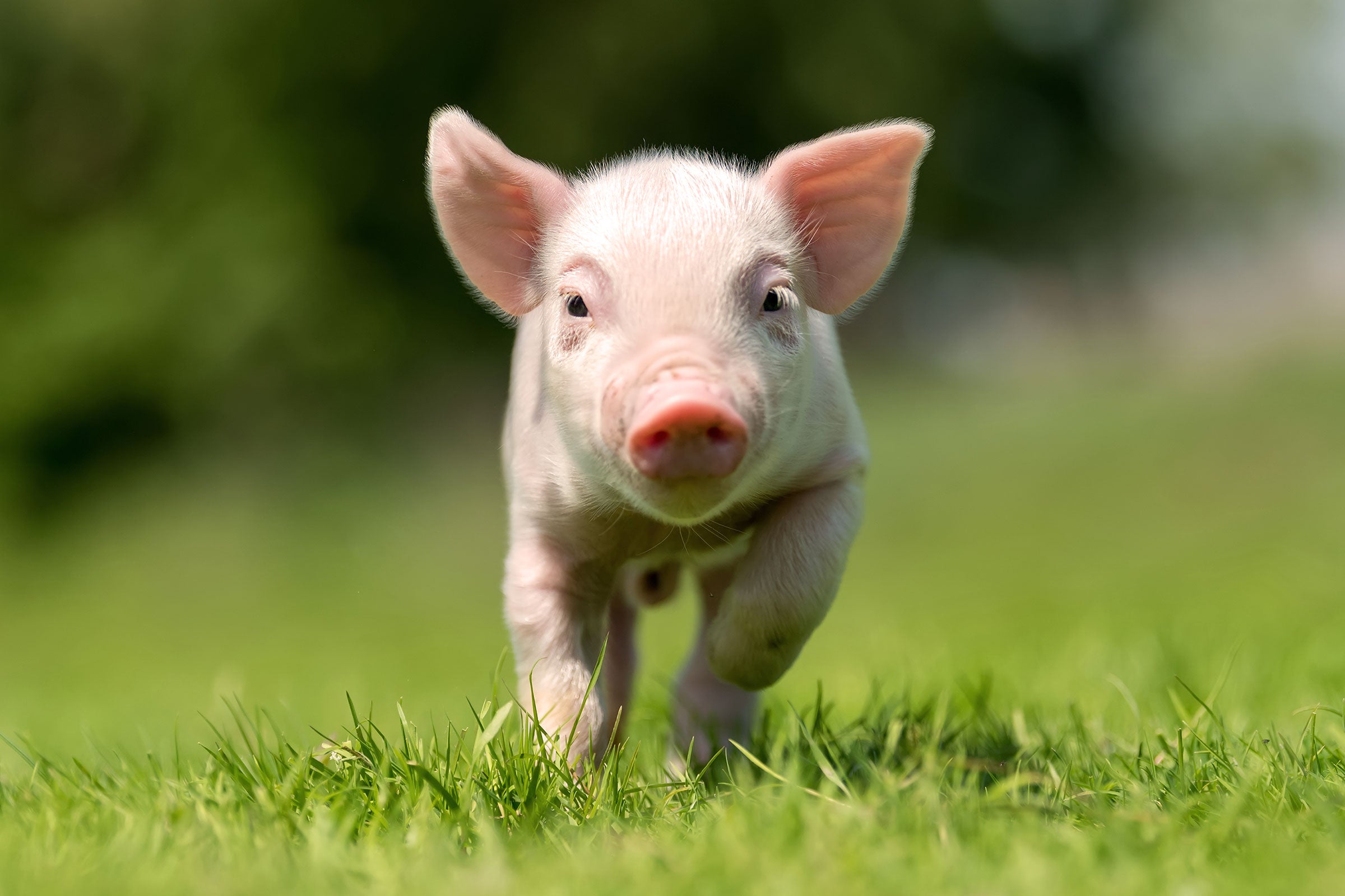 Cute Piglet