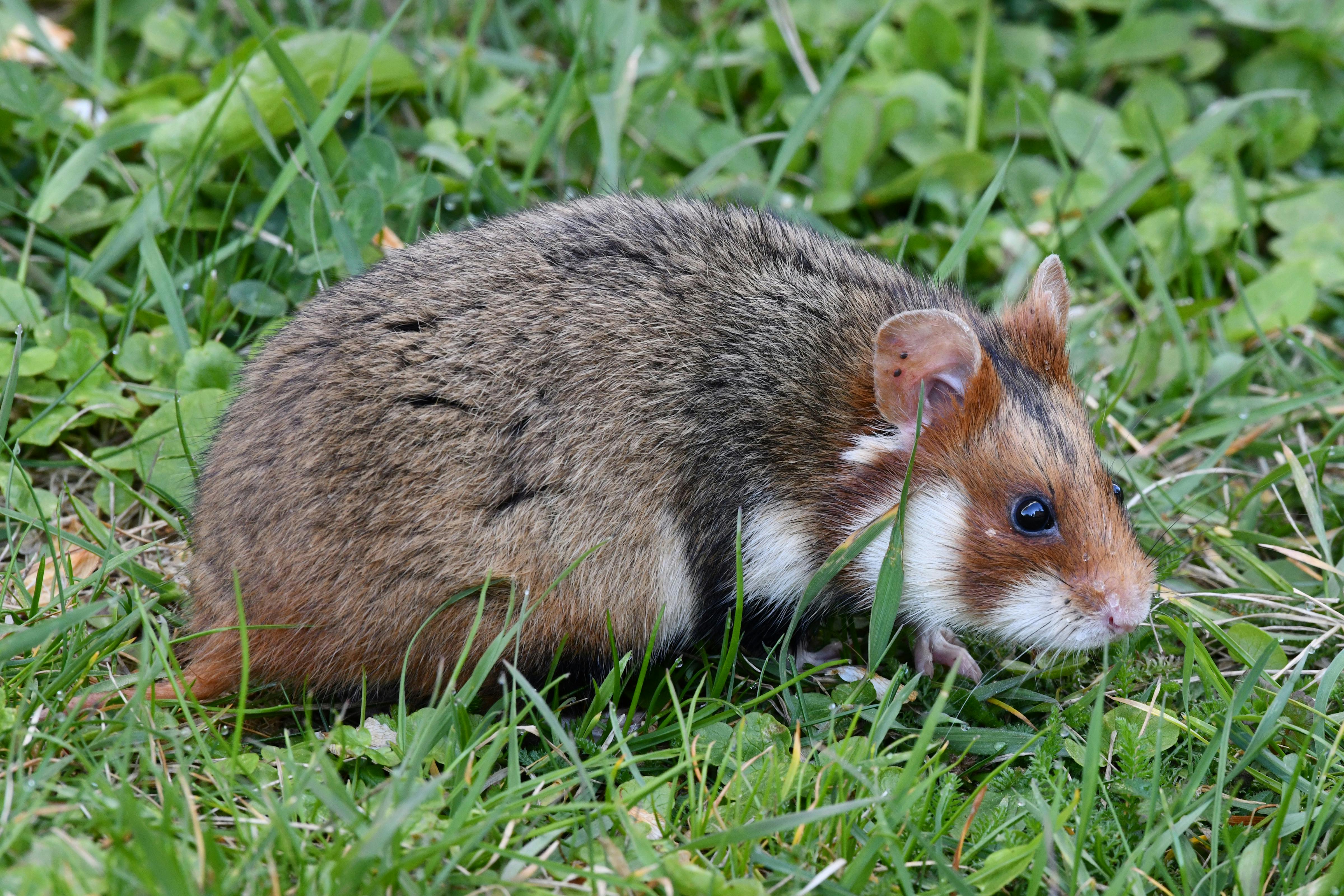 Roborovski Dwarf Hamster Playing