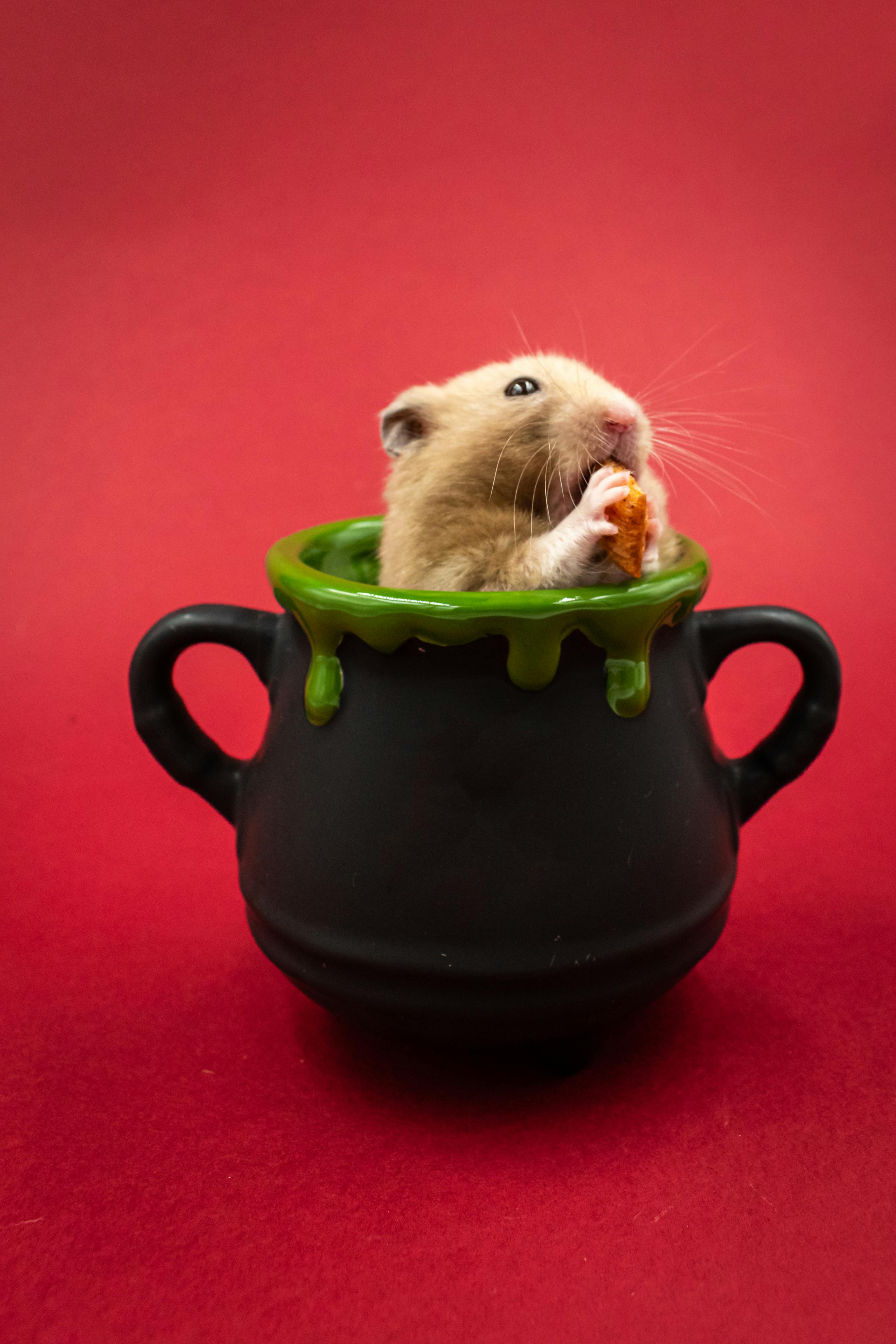 Syrian Hamster Lifespan Insights