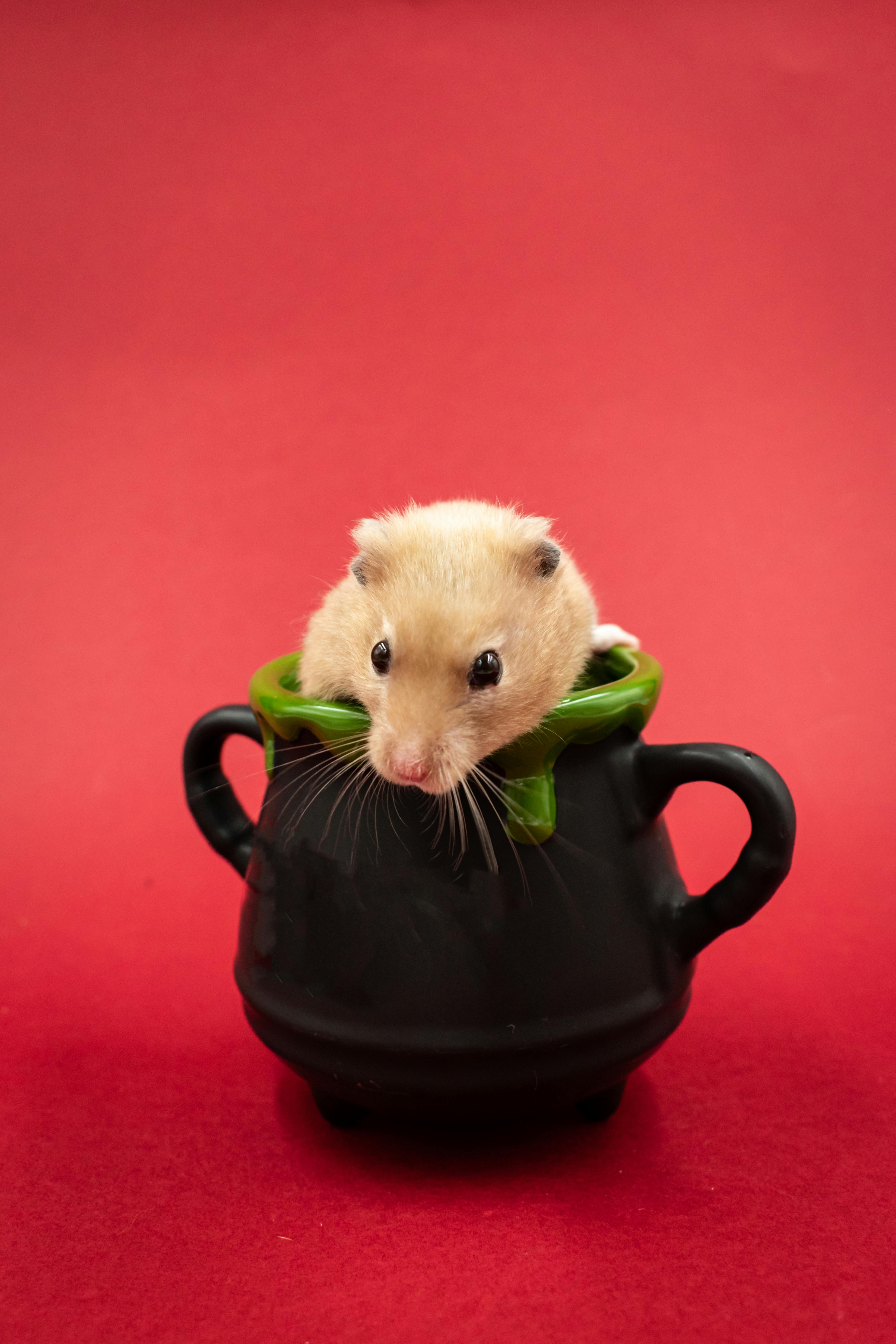 Feeding Syrian Hamster