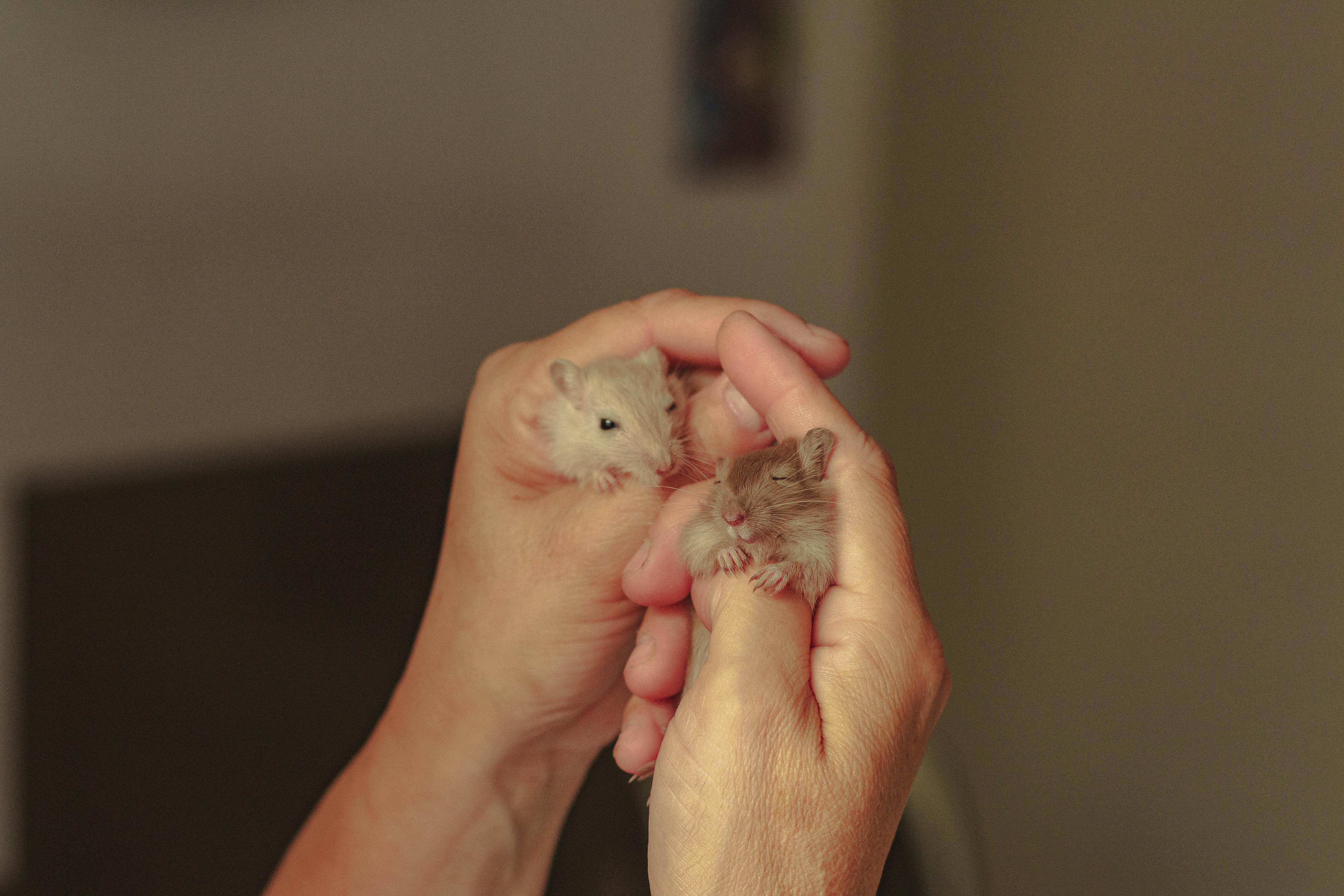 Types of Hamsters