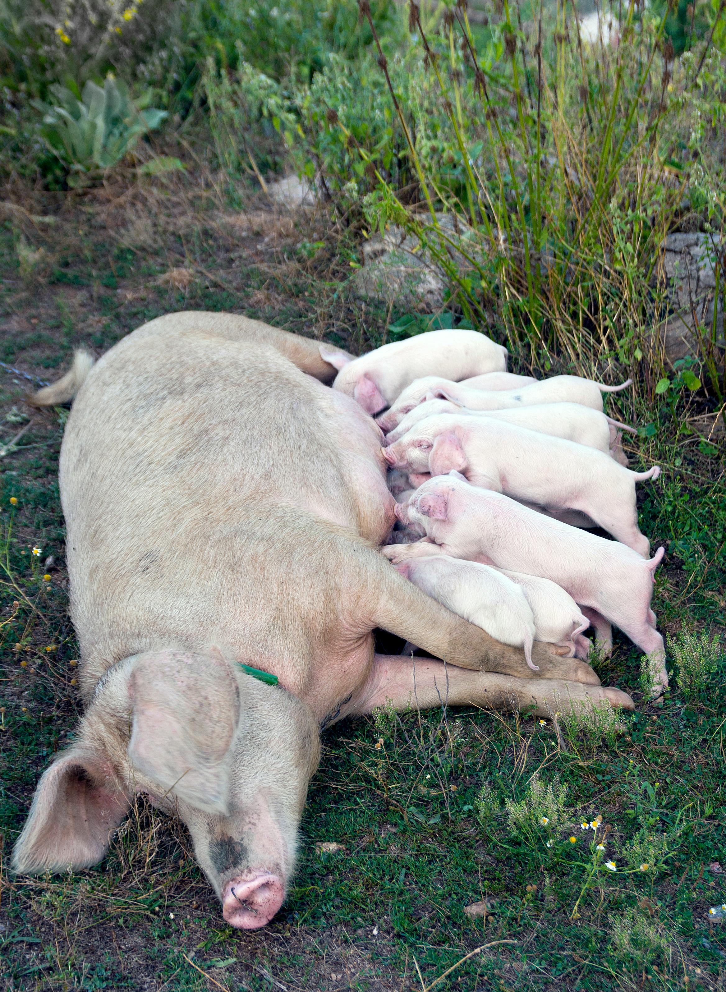 Piglets for Sale