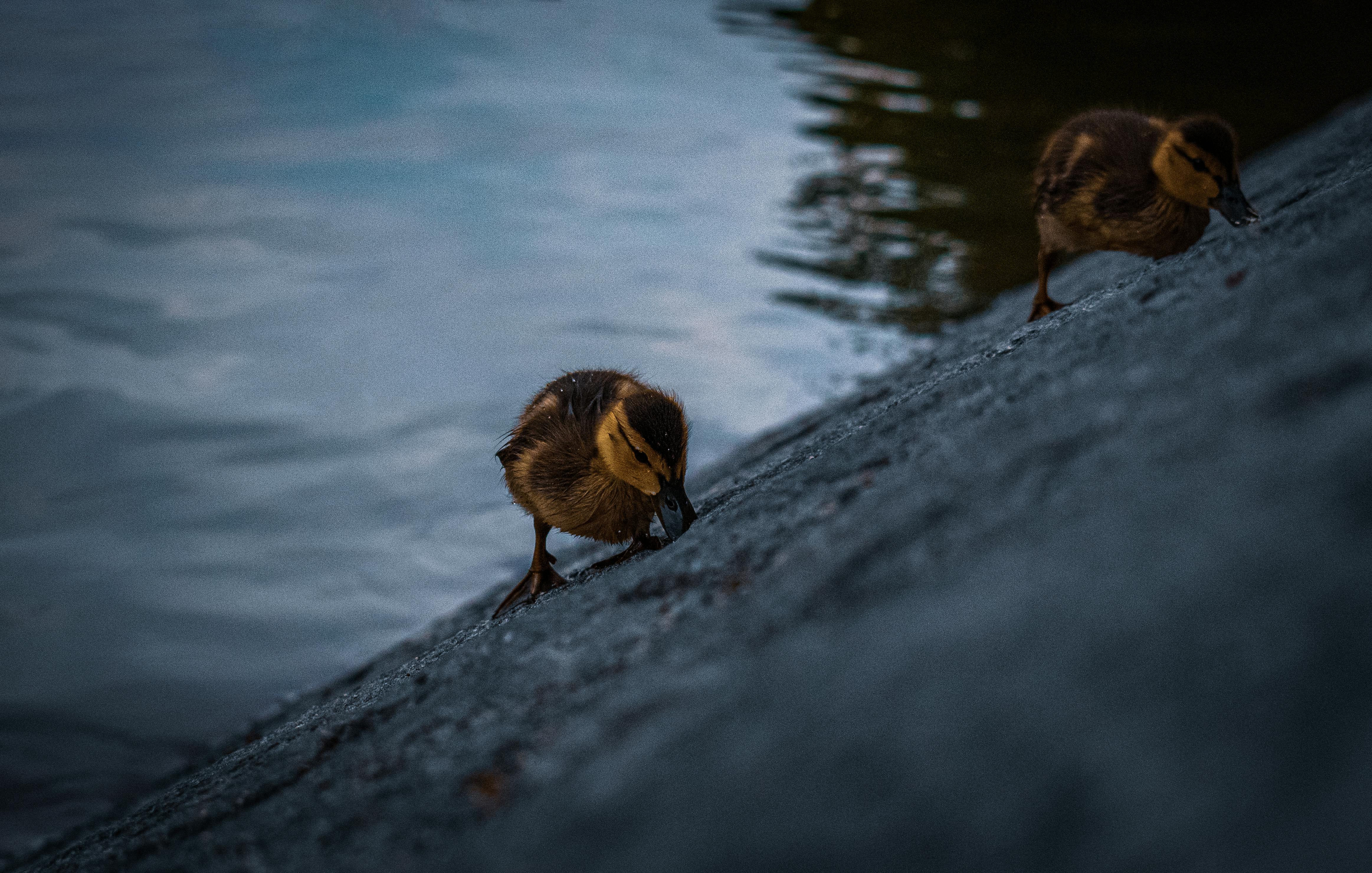 More Cute Baby Animals