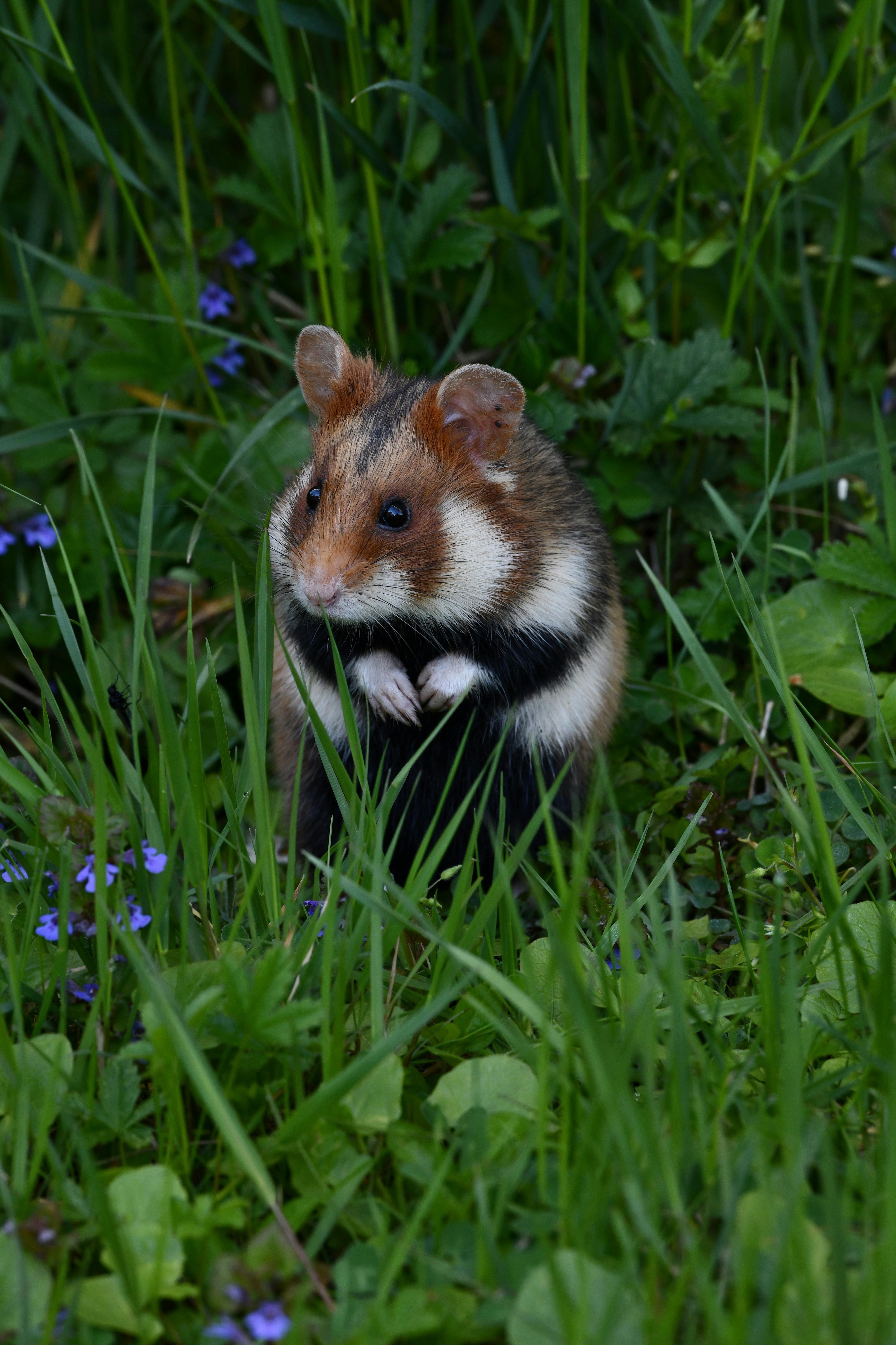 Cute Hamster Meme